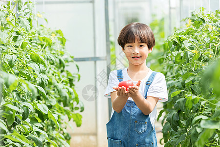小男孩蔬菜棚里摘西红柿图片