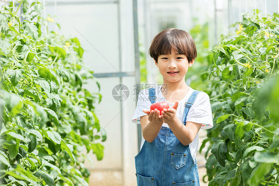 小男孩蔬菜棚里摘西红柿图片