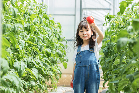 小女孩蔬菜棚摘西红柿背景图片