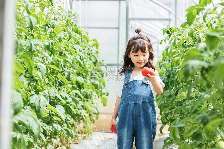 小女孩蔬菜棚摘西红柿图片