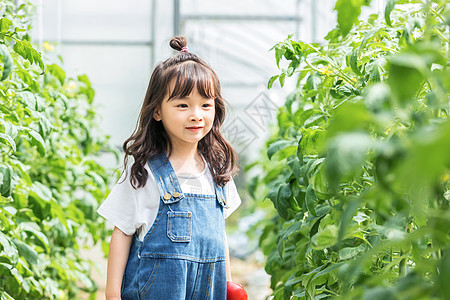 小女孩蔬菜棚摘西红柿图片