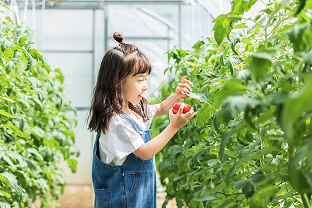 小女孩蔬菜棚摘西红柿图片