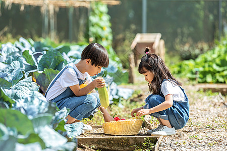 男孩女孩一起摘蔬菜高清图片