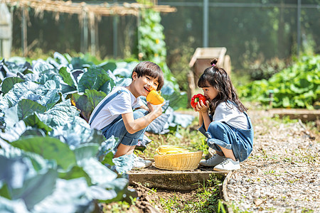 男孩女孩一起摘蔬菜图片