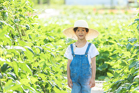 小男孩农场摘蔬菜图片