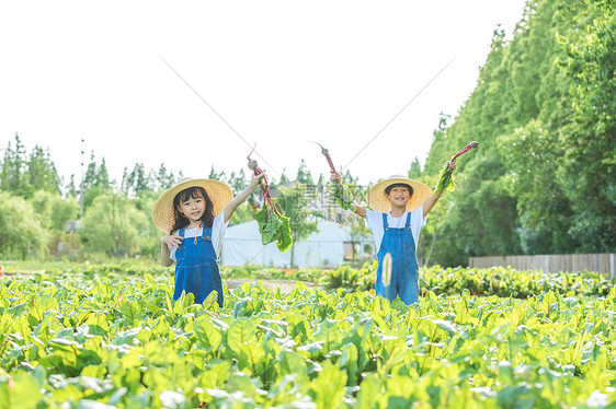 小朋友农场拔萝卜图片