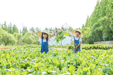 小朋友蔬菜地里摘蔬菜图片