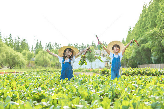 小朋友蔬菜地里摘蔬菜图片