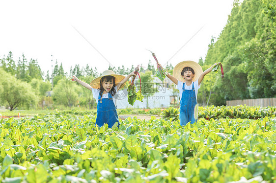 小朋友蔬菜地里摘蔬菜图片