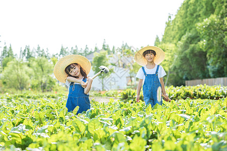 小朋友蔬菜地里摘蔬菜图片