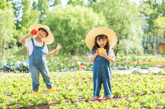 小朋友蔬菜地里摘蔬菜图片