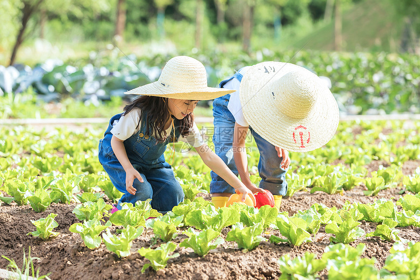 小朋友蔬菜地里摘蔬菜图片