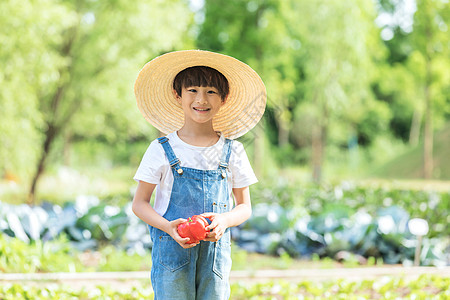 小朋友蔬菜地里摘蔬菜图片