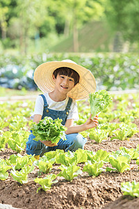 小男孩农场摘蔬菜图片