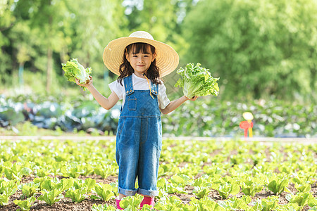 小女孩农场摘蔬菜图片