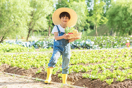 小男孩菜地摘蔬菜图片