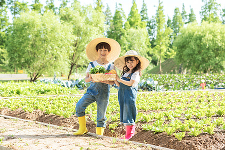 小朋友蔬菜地里摘蔬菜图片