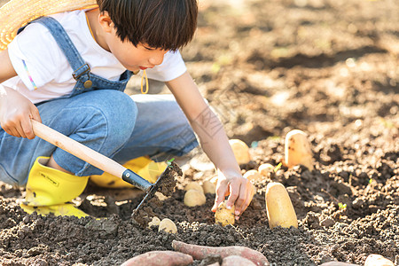 卡通小男孩女孩小朋友一起挖土豆背景