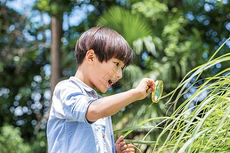 小男孩放大镜观察植物图片