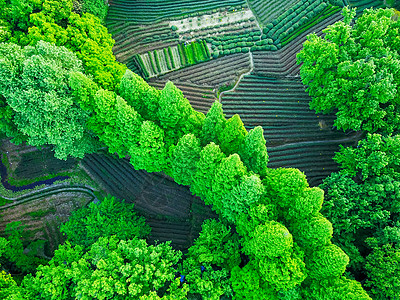 龙井茶茶园图片