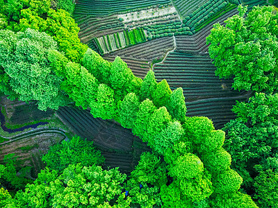 龙井茶茶园背景图片