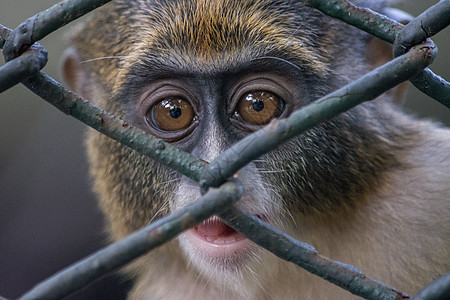 保护生物多样性牢笼里的猴子背景
