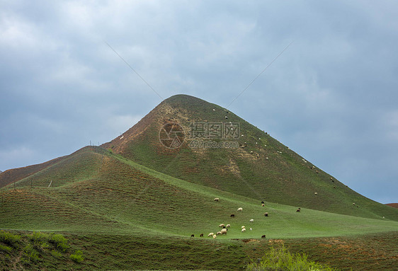 新疆天山草原牲畜素材图片