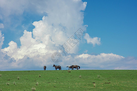 新疆天山牧场草原牲畜蓝天白云图片
