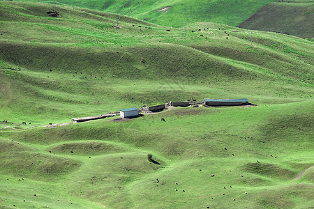 新疆天山草原草场牧区牧业牲畜图片