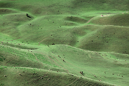 新疆天山草原草场牧区牧业牲畜图片