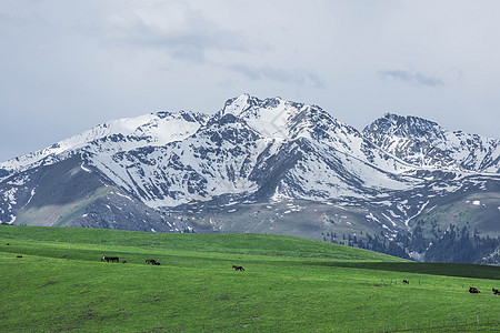 新疆天山雪山草地草原牧区牧业牲畜高清图片