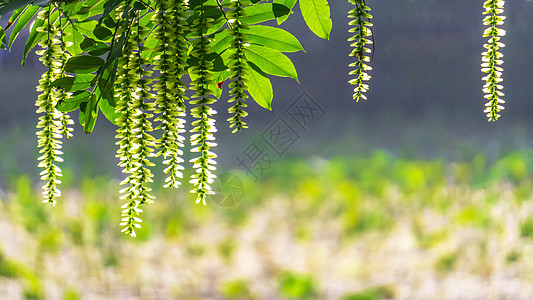 小暑荷花枫杨背景