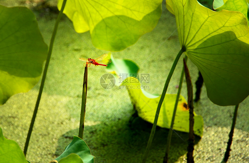 蜻蜓点水图片