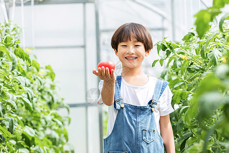 小男孩菜棚摘菜高清图片