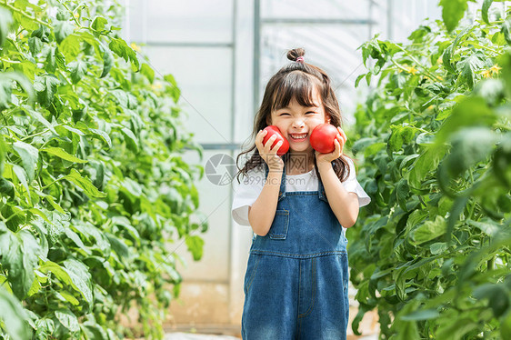 小女孩蔬菜棚摘水果图片