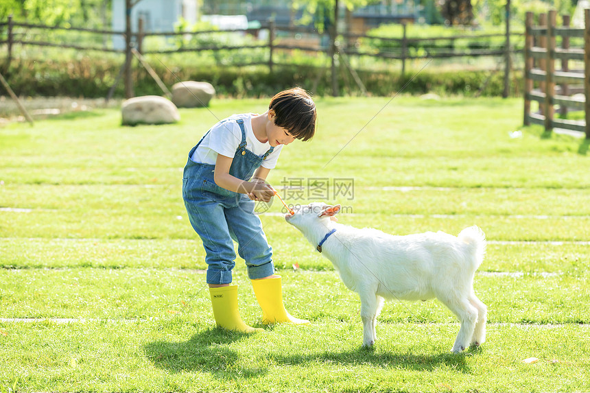 小男孩农场喂羊图片