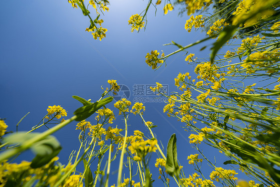 油菜花与蓝天图片