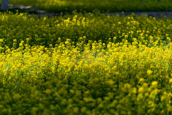 美丽油菜花图片