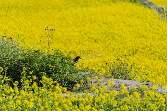 油菜花田里的喜鹊图片