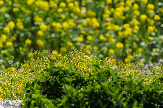 美丽油菜花图片