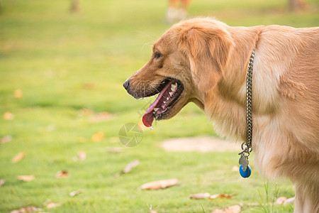 草地上的宠物狗金毛高清图片