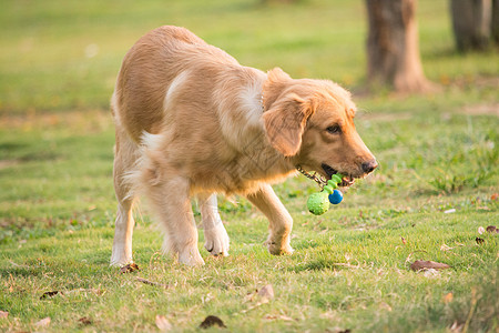 金毛狗脊草地上的宠物狗金毛背景