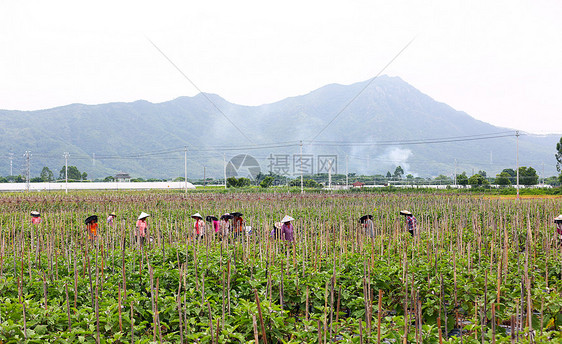 菜园里菜农图片