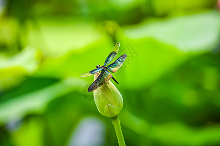 绿色清新蝴蝶夏天荷花花朵上的蜻蜒背景