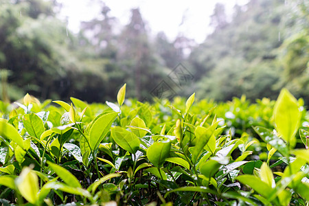 茶叶雨天茶园高清图片