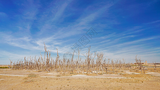 二连浩特荒漠枯木背景图片
