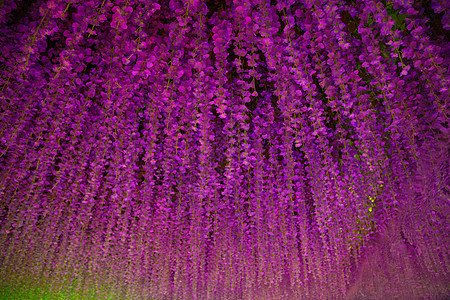 梦幻紫藤萝瀑布背景图片