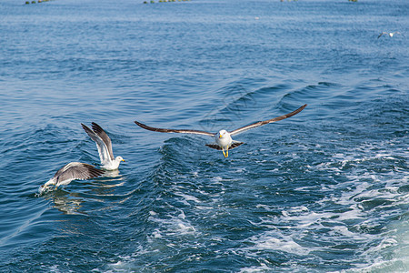 海面飞翔的海鸥图片
