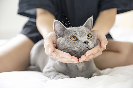 抱着婴儿女人英短蓝猫背景