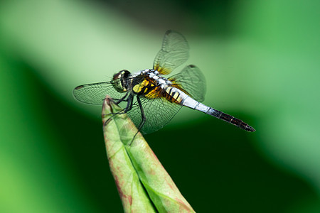 蜻蜓背景图片